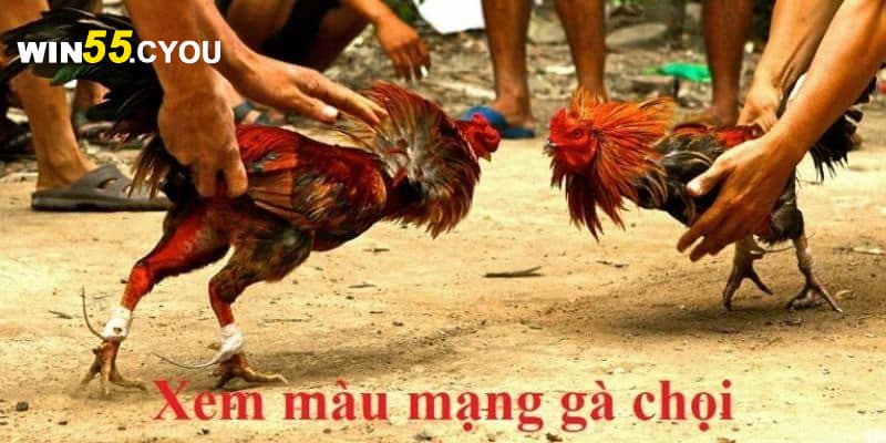 Cách Xem Màu Mạng Gà Đá và ý nghĩa