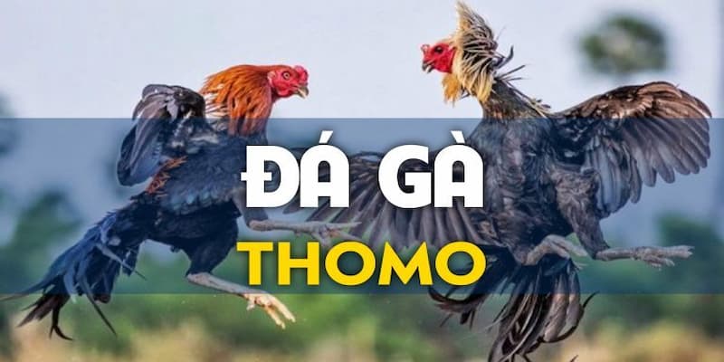 Giới thiệu sân chơi đá gà Thomo